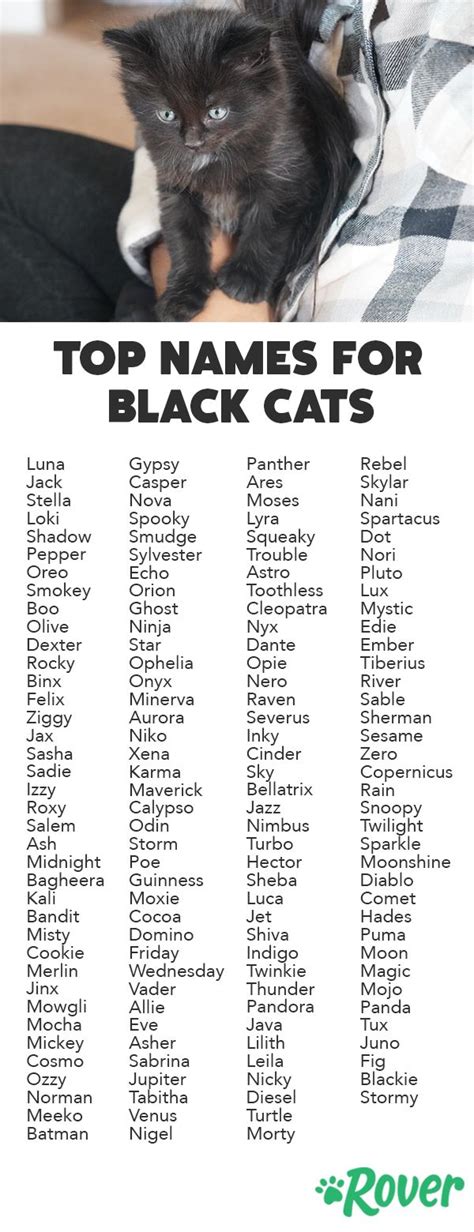 what to name a black kitten|unisex black cat names.